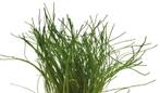 Easy Grow Lilaeopsis mauritius | Grasplant | in vitro cup, Nieuw, Ophalen of Verzenden