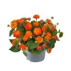 Lantana - Red Flame, Ophalen of Verzenden