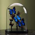 Vlinders in Antieke Stolp Taxidermie Opgezette Dieren By Max, Verzamelen, Dierenverzamelingen, Ophalen of Verzenden, Nieuw, Insect