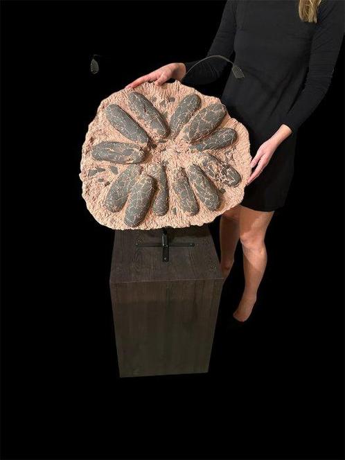 Dinosaurus - Gefossiliseerd ei - Eccezionale nido con 12, Verzamelen, Mineralen en Fossielen
