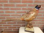 Ringnek Fazant Taxidermie volledige montage - Phasianus, Verzamelen, Dierenverzamelingen, Nieuw