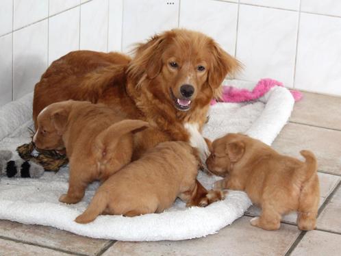 Nova scotia duck tolling retriever pups, Dieren en Toebehoren, Honden | Retrievers, Spaniëls en Waterhonden, Eén hond, Teef, CDV (hondenziekte)