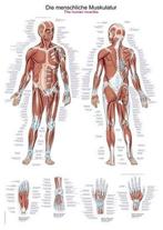 Anatomie poster spieren (Duits/Engels/Latijn, kunststof-f..., Verzenden, Nieuw