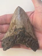 Megadolon tand 10,6 cm - Fossiele tand - Carcharocles