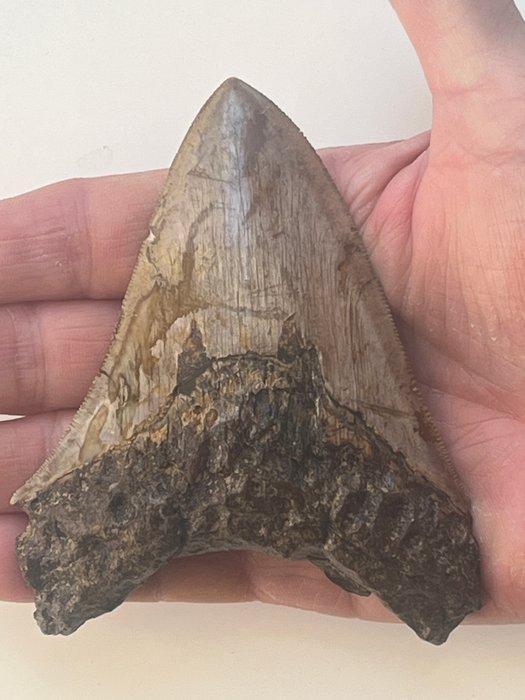 Megadolon tand 10,6 cm - Fossiele tand - Carcharocles, Verzamelen, Mineralen en Fossielen