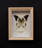 Vlinder Taxidermie volledige montage - Graphium androclas -, Verzamelen, Nieuw