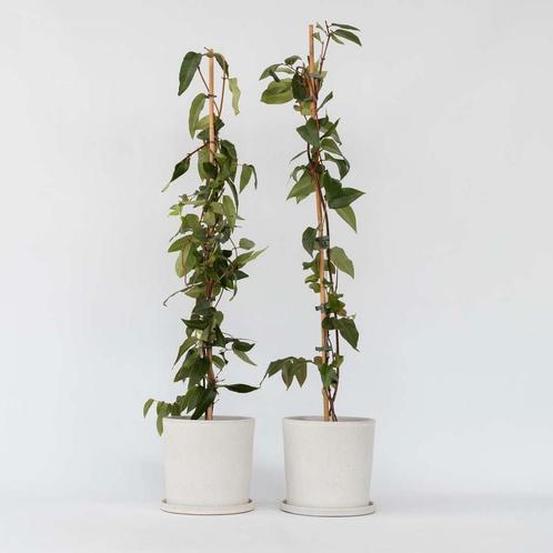 Lonicera henryi Copper Beauty - Set van 2 - Kamperfoelie, Tuin en Terras, Planten | Tuinplanten, Verzenden