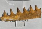 Mosasaurus - Fossiele tand - mosasaurus - 22 cm, Verzamelen, Mineralen en Fossielen