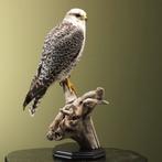 Hybride Valk Taxidermie Opgezette Dieren By Max, Verzamelen, Ophalen of Verzenden, Nieuw, Vogel, Opgezet dier