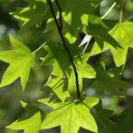 Amberboom - Liquidambar styraciflua - Hoogte: 250 - 300 cm, Tuin en Terras, Planten | Bomen, Ophalen of Verzenden