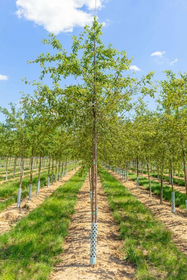 Malus floribunda hoogstam, Tuin en Terras, Planten | Tuinplanten