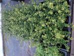 Ilex crenata Convexa P9 buxusvervanger  Japanse hulst, Tuin en Terras, Ophalen of Verzenden, In pot, Overige soorten, Minder dan 100 cm