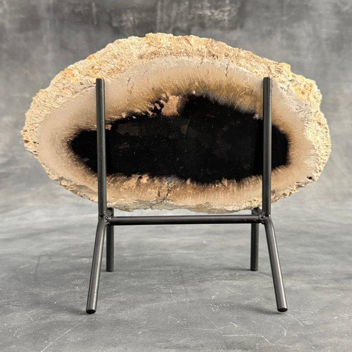 Prachtige snede van versteende palmwortel op een aangepaste, Antiek en Kunst, Kunst | Designobjecten