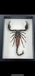 Opgezette Schorpioen in lijst Taxidermie volledige montage -, Verzamelen, Dierenverzamelingen, Nieuw