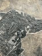 Fossiel - Fossiele matrix - Mixosaurus - 46 cm - 42 cm, Verzamelen, Mineralen en Fossielen