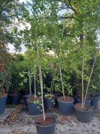Ginkgo Biloba japanse notenboom, Tuin en Terras, Planten | Bomen, Ophalen