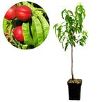 nectarine Prunus nucipersica Big Top + Pot 23c, Tuin en Terras, Planten | Fruitbomen, Verzenden, Volle zon