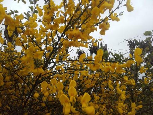 Brem Cytisus scoparius inheemse gele brem in pot, Tuin en Terras, Planten | Bomen, Volle zon, In pot, Minder dan 100 cm, Lente