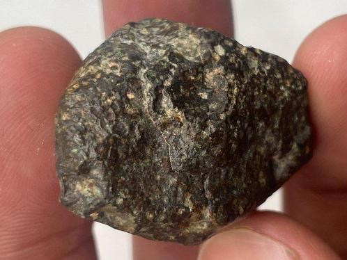 Chondriet NWA 869 - 32.1 g - (1), Verzamelen, Mineralen en Fossielen