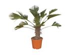 Wagner palm Trachycarpus wagnerianus h 100cm st. h 35cm - Wa, Verzenden