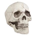 Halloween Schedel Beweegbare Kaak 21cm, Verzenden, Nieuw