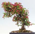 Malus bonsai (Malus sargentii) - Hoogte (boom): 27 cm -