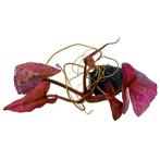 AQUAlook Nymphea Lotus Rood | Rode Tijger Lotus | Los, Dieren en Toebehoren, Vissen | Aquaria en Toebehoren, Nieuw, Ophalen of Verzenden