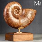 Iconisch Jurrassisch cephalopode “Wunderkammer” Fossiel