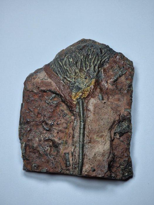 Crinoide - Gefossiliseerd dier - 16.5 cm (Zonder, Verzamelen, Mineralen en Fossielen