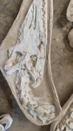 Volledig Mosasaurus-skelet in veldjassen. - Fossiel skelet -