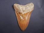 Megalodon - Fossiele tand - 13 cm