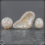 Gefluister van de ozeanen – Versteende koralen in bol, ei &, Verzamelen