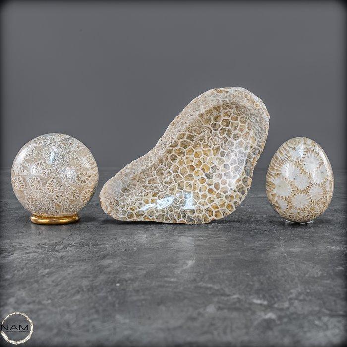 Gefluister van de ozeanen – Versteende koralen in bol, ei &, Verzamelen, Mineralen en Fossielen