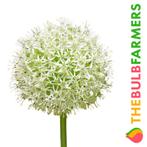 The Bulb Farmers - 16 x Allium Mount Everest - wit, Tuin en Terras, Bloembollen en Zaden, Bloembol, Najaar, Verzenden, Volle zon
