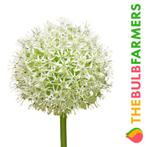 The Bulb Farmers - 16 x Allium Mount Everest - wit, Verzenden, Najaar, Volle zon, Bloembol