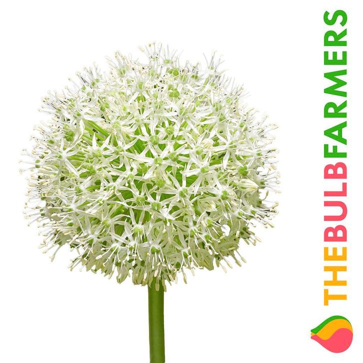 The Bulb Farmers - 16 x Allium Mount Everest - wit, Tuin en Terras, Bloembollen en Zaden, Bloembol, Najaar, Volle zon, Verzenden