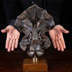 Meesterwerk Wunderkammer-object - Fossiele schedel - Cranio, Verzamelen, Dierenverzamelingen, Nieuw