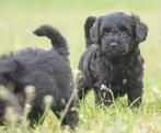 gave KLEINE  en middelgrote kruising boomer pups, Parvo, Nederland, 8 tot 15 weken, Meerdere