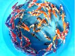 Miyako 12-15cm  tosai mix (Japanse Koi), Dieren en Toebehoren, Vissen | Vijvervissen, Karper of Koi