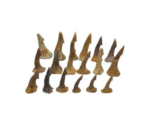 Haai - Fossiele tand - Onchopristis (Zonder Minimumprijs), Verzamelen, Mineralen en Fossielen
