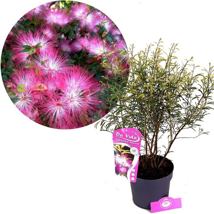 Calliandra Dixie Pink + pot 19cm, Tuin en Terras, Planten | Tuinplanten, Verzenden