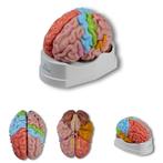 Anatomie model hersenen, regionaal en functioneel, 5-del..., Nieuw