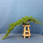 Jeneverbes bonsai (Juniperus) - Hoogte (boom): 11 cm -
