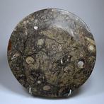 Fossiel Sierbord - Gefossiliseerde schelp - 35 cm (Zonder