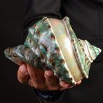 Topkwaliteit - Parelmoer Tulband Zeeschelp - Zeeschelp -, Verzamelen, Mineralen en Fossielen