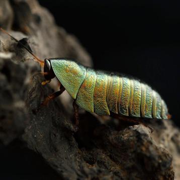 Phseudoglomeris Magnifica / Emerald Roaches beschikbaar voor biedingen