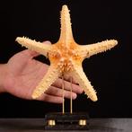 Natuurlijk marien sterrenvis Pentaceraster-zeesterren op, Verzamelen, Mineralen en Fossielen