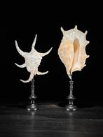 Indrukwekkende set van twee Spider Conch Shells op op maat