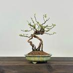 Japanse Hondsroos - Hoogte (boom): 24 cm - Diepte (boom): 16, Antiek en Kunst