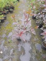 Blaasspirea, Physocarpus Diabolo  potgekweekt 40-60 cm €7,50, Tuin en Terras, Planten | Struiken en Hagen, Overige soorten, Minder dan 100 cm